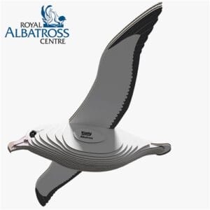 Eugy - 3D Cardboard Model - Royal Albatross