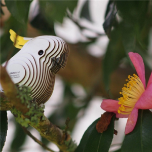 Eugy - 3D Cardboard Model - Cockatoo